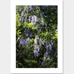 Cascade Of Wisteria Posters and Art